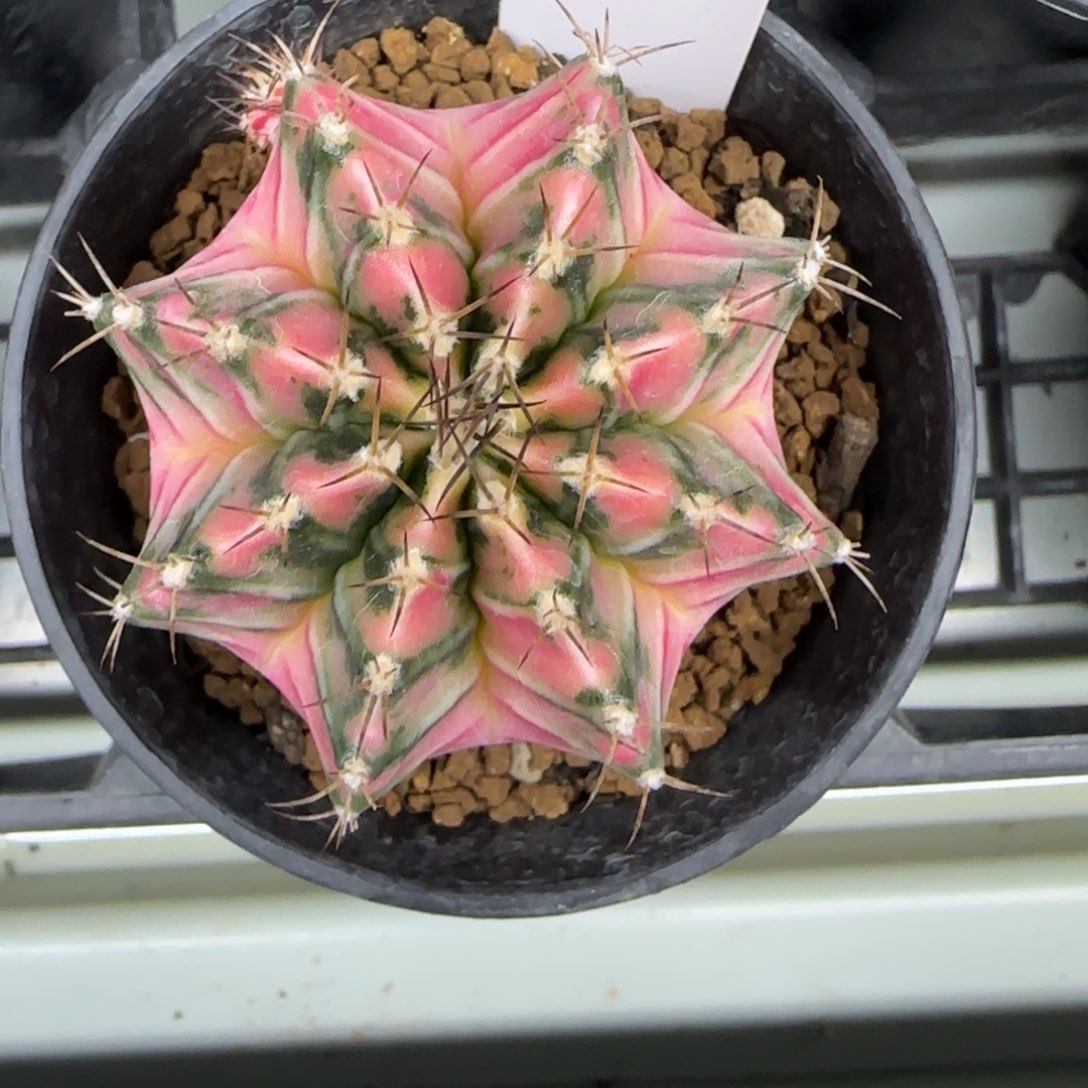 199-0213彩虹梦脱土发多肉