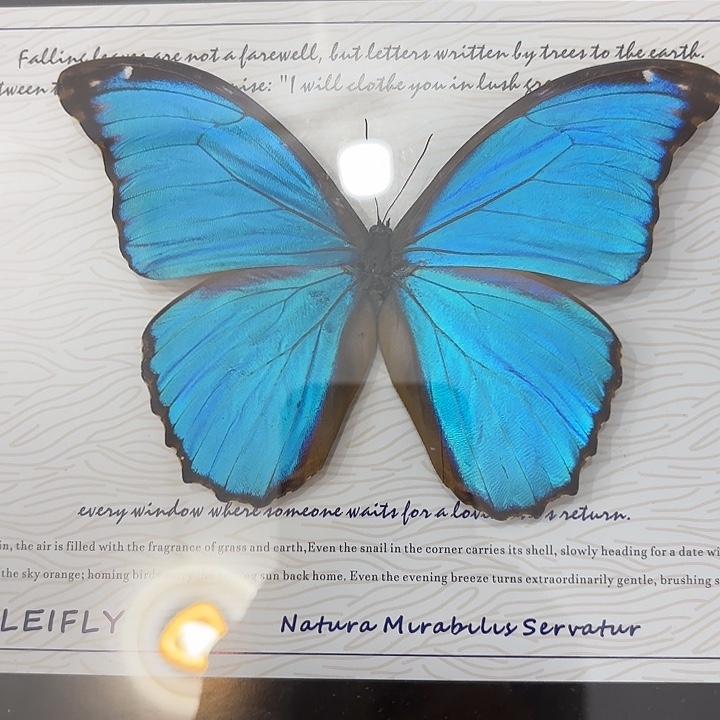 蜜***陈蝴蝶标本定制041号