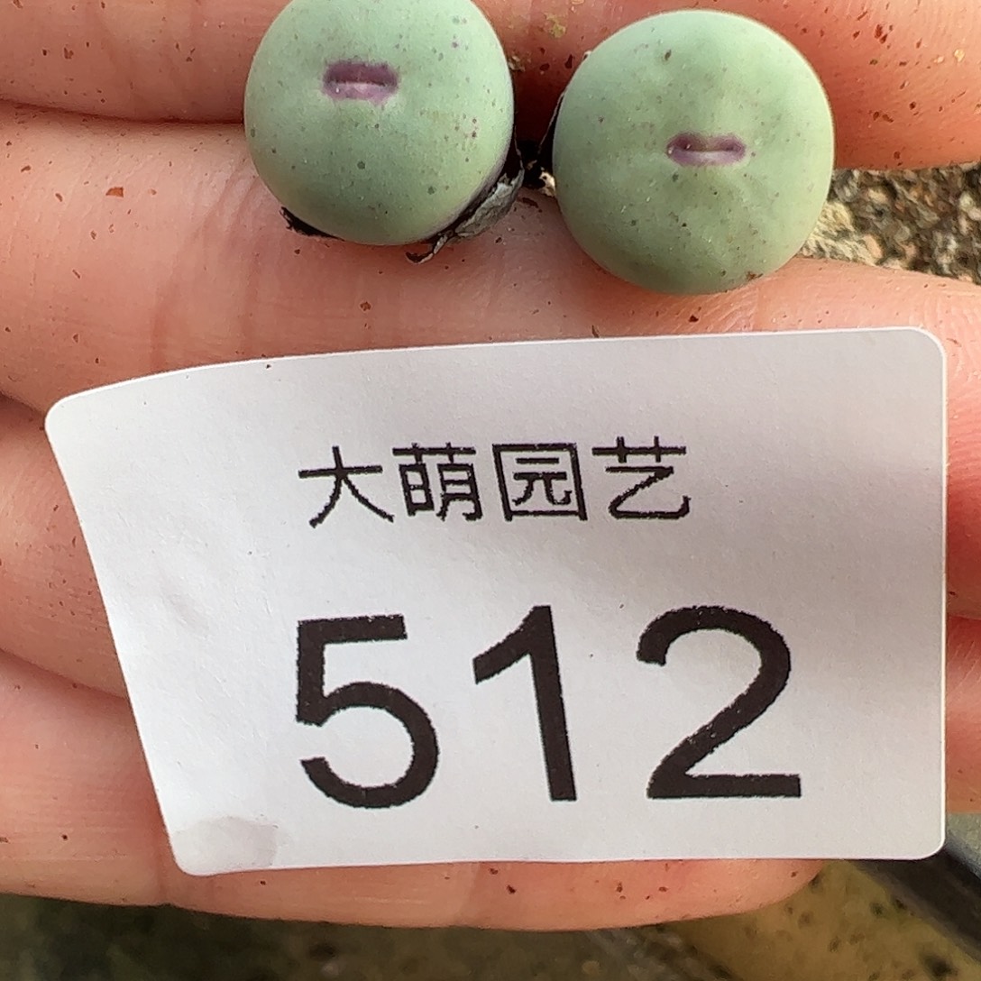 一物一拍M4×D6.  512