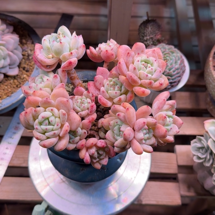 望舒多肉植物xichuyinjinni