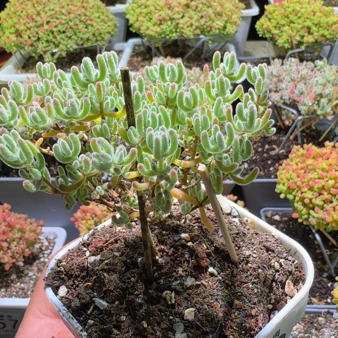 枝干番杏冰紫369    