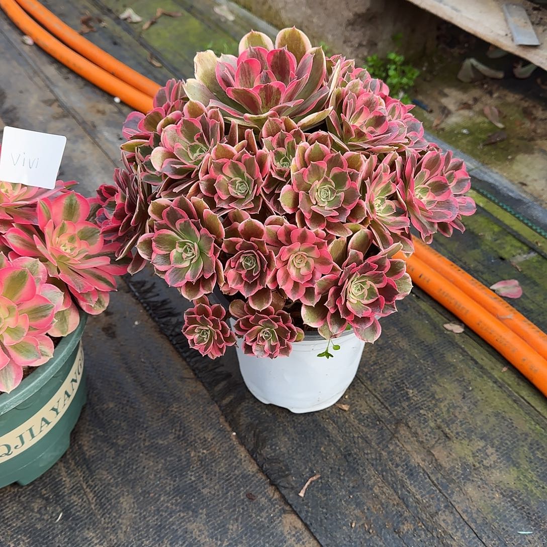 V***i皇后，多肉植物生长速度