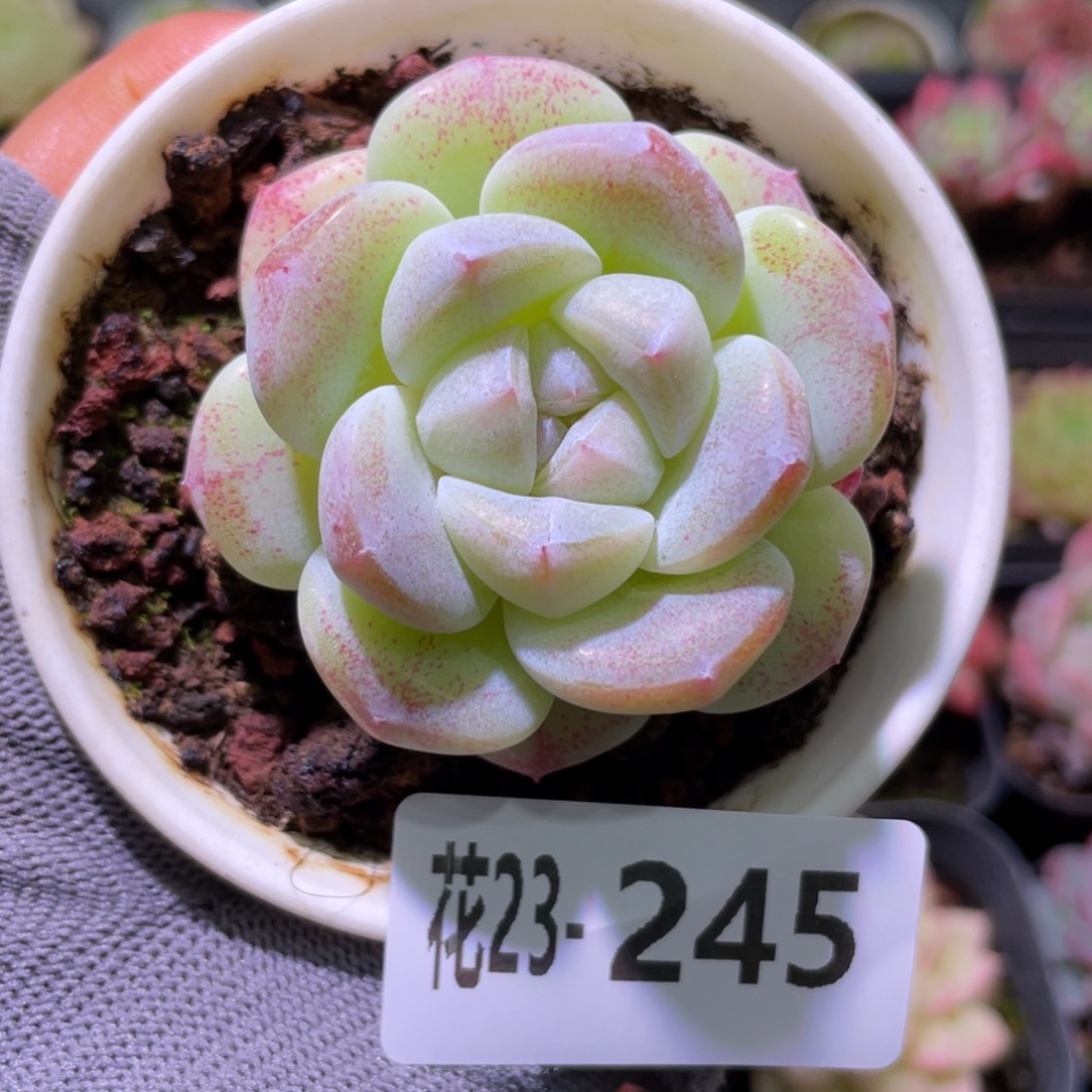 花利美23-245冰玉