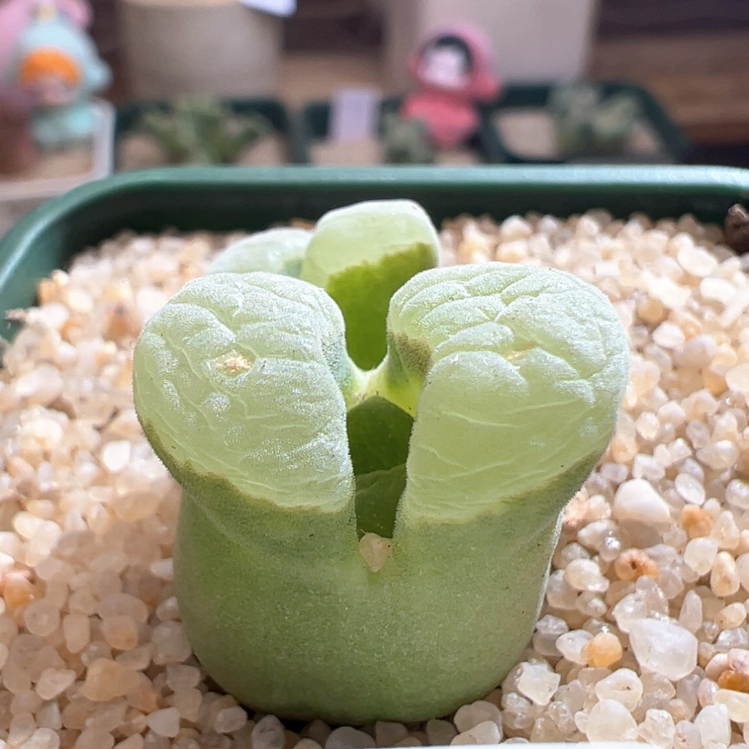 小**.201。青蛙2151双头母本