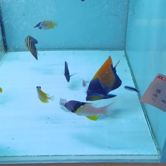 马鞍海水鱼一条那片海