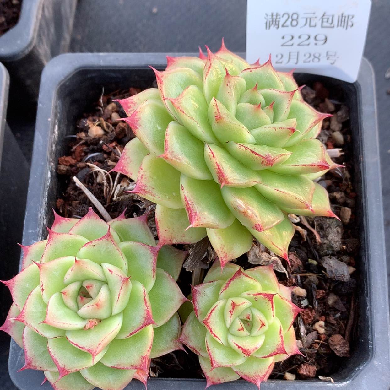 【闪购商品】云229号麦秆