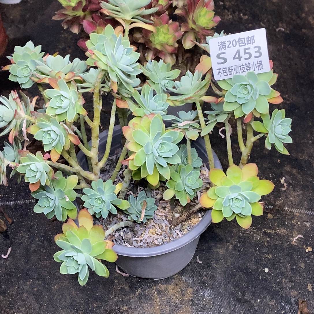 453薄化妆多肉法师锦