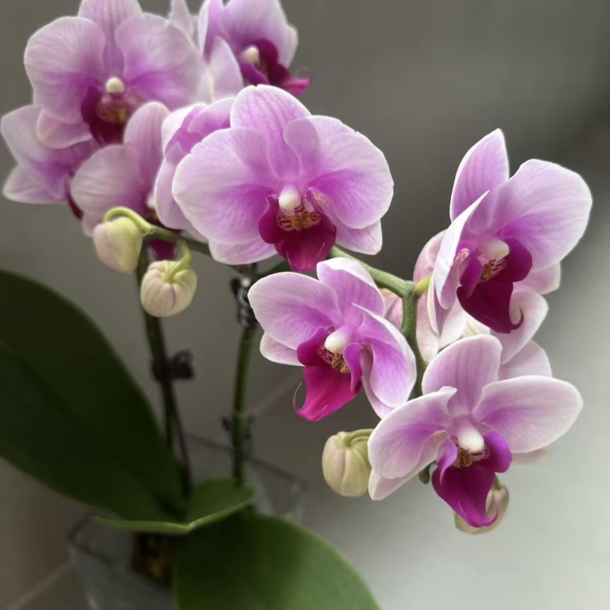 【粉钻】粉色渐变白蝴蝶兰盆栽客厅室内绿植