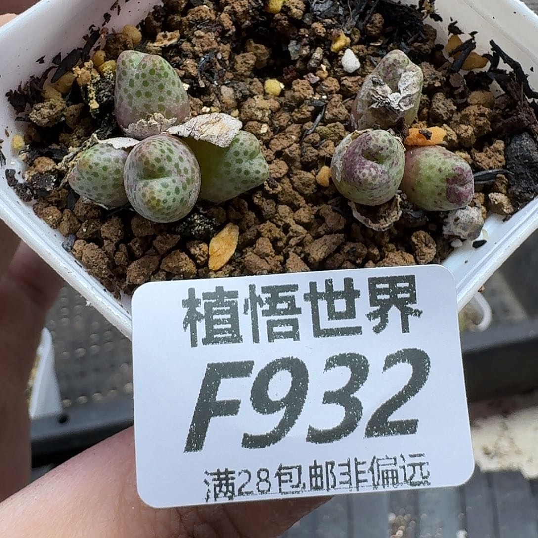 多肉植物的人生ghj