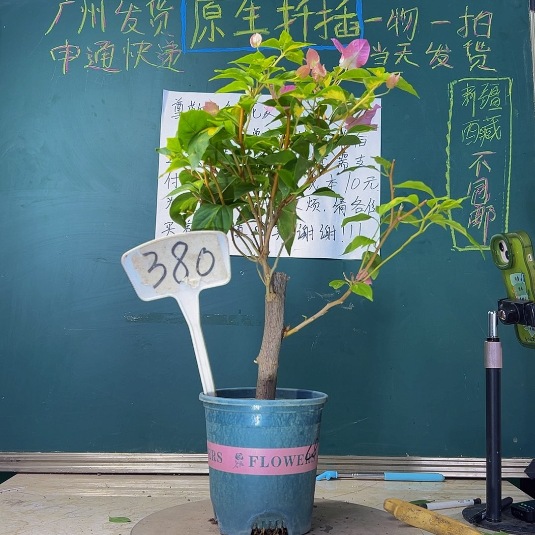 当前无花栽培后可以开花   粗杆  金心橙白 380