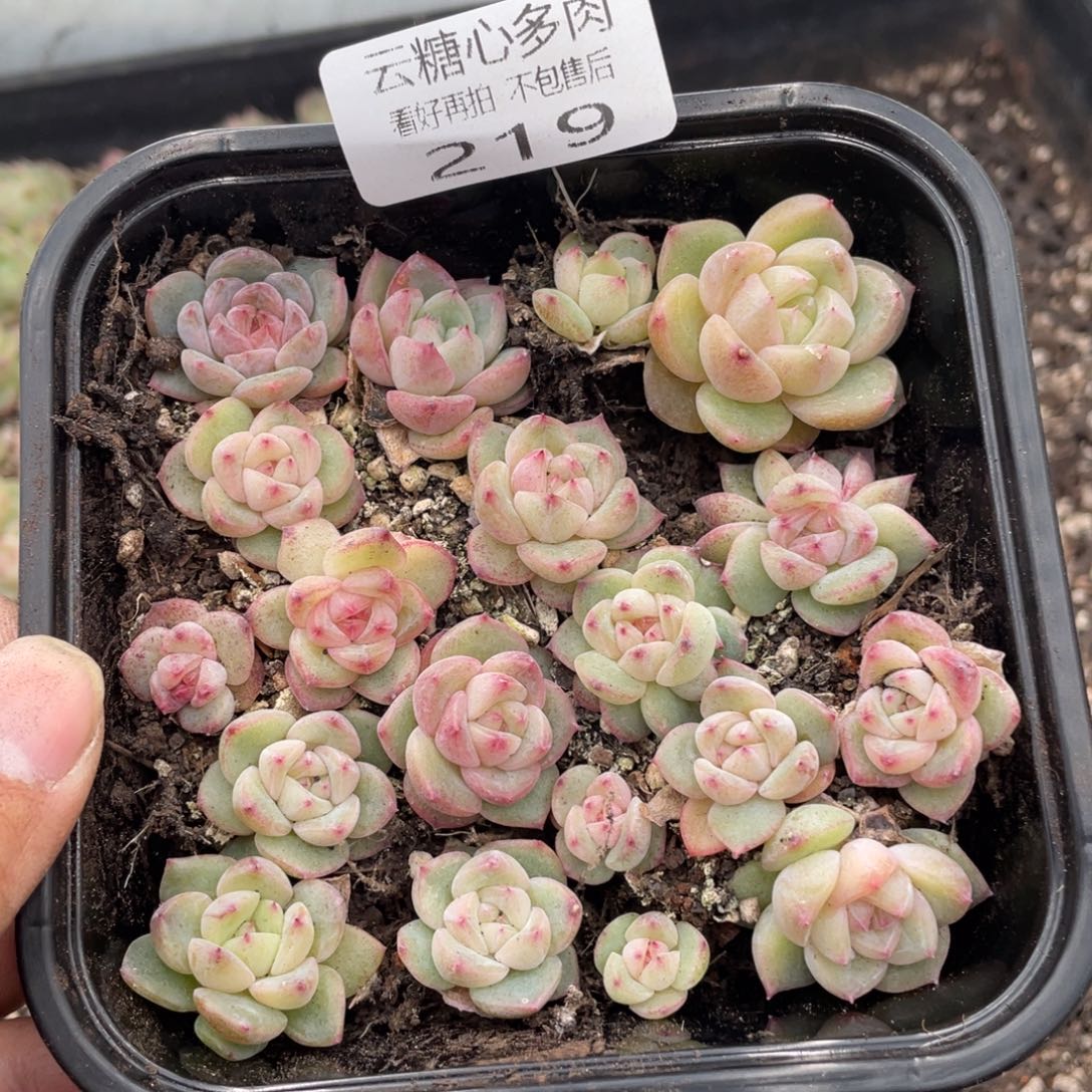 云糖心多肉植物219