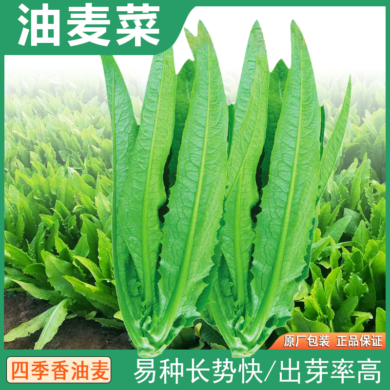 油麦菜种子四季香油麦菜种籽味清香全国种植庭院阳台高产蔬菜种子
