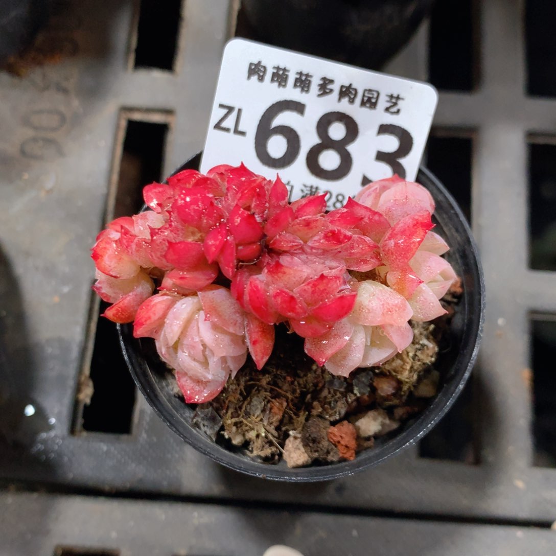 5CM拇指盆精控多肉ZL683