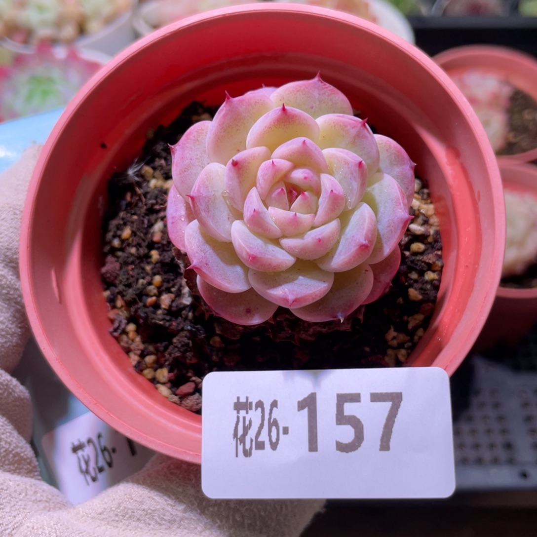 花利美26-157天鹅绒