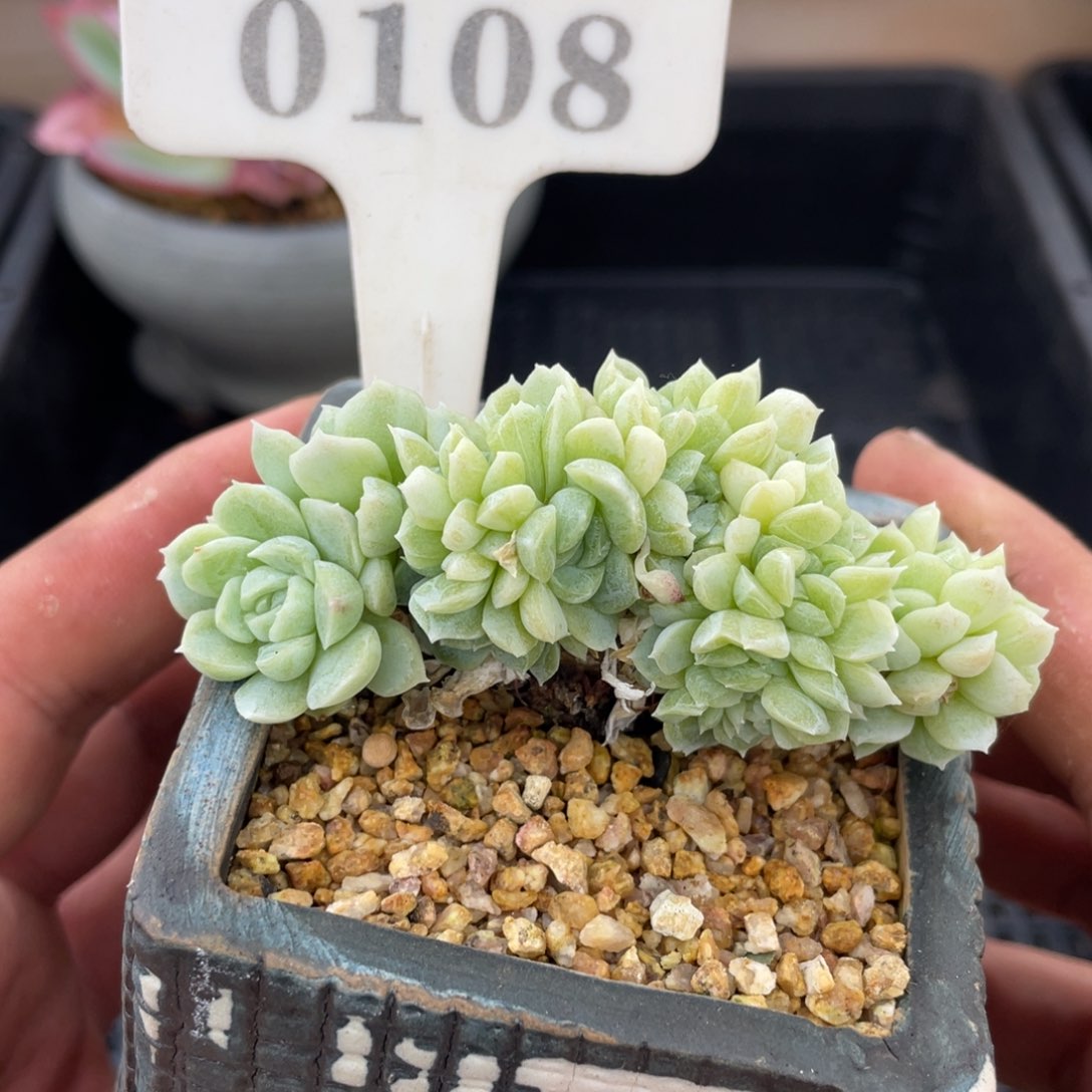 0108白月影缀不带破7厘米