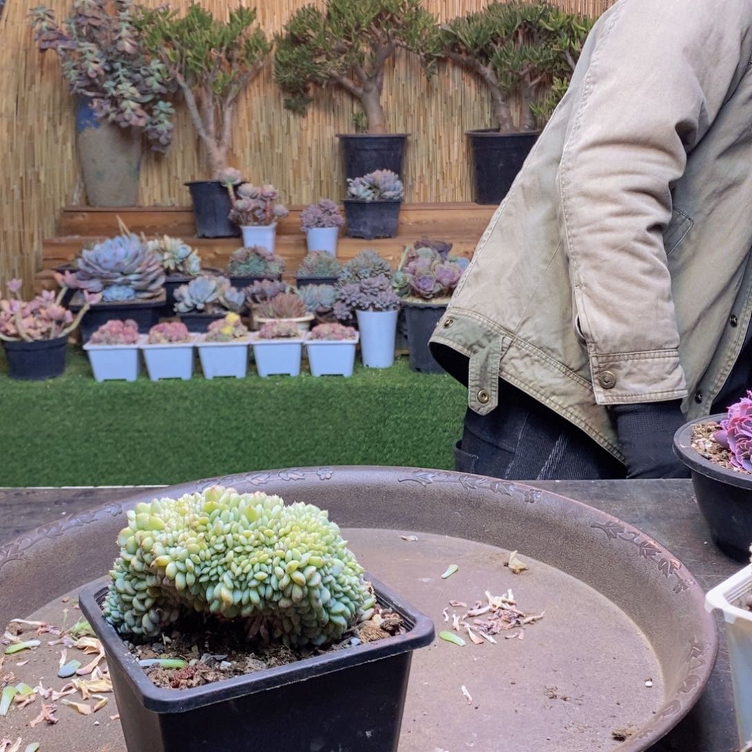 漫****光A122号白胖子缀多肉