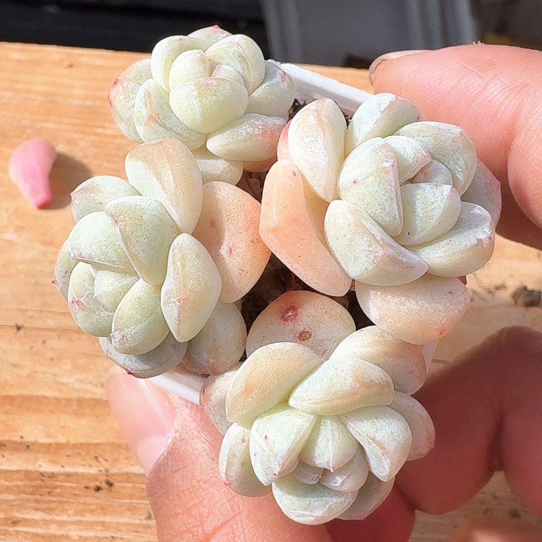 多肉4头冰玉老桩可带盆发货