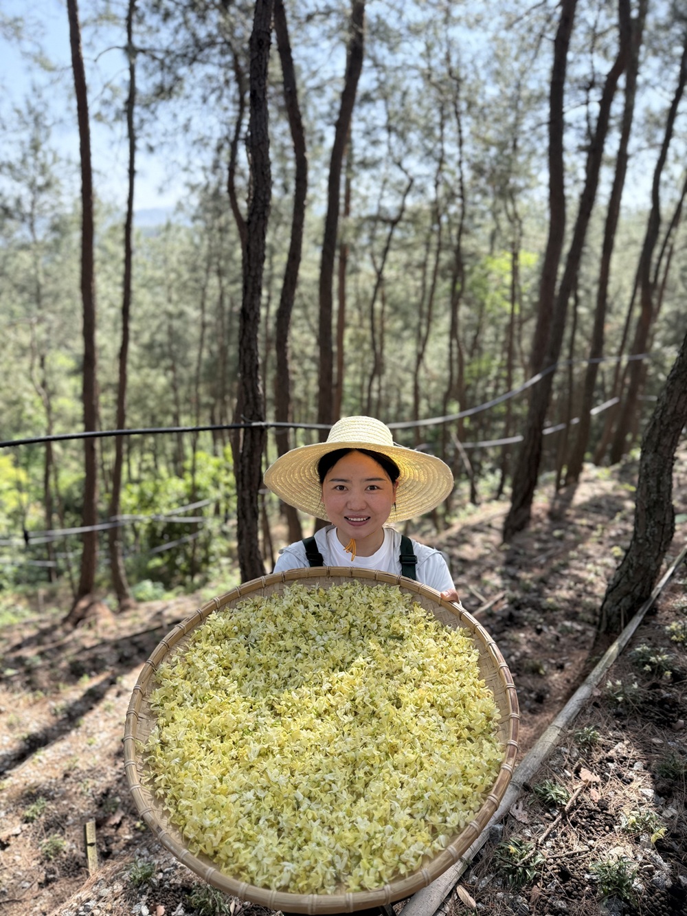 精品-霍山石斛米斛花 正宗真霍山原产 800米高山仿野 霍山米斛花