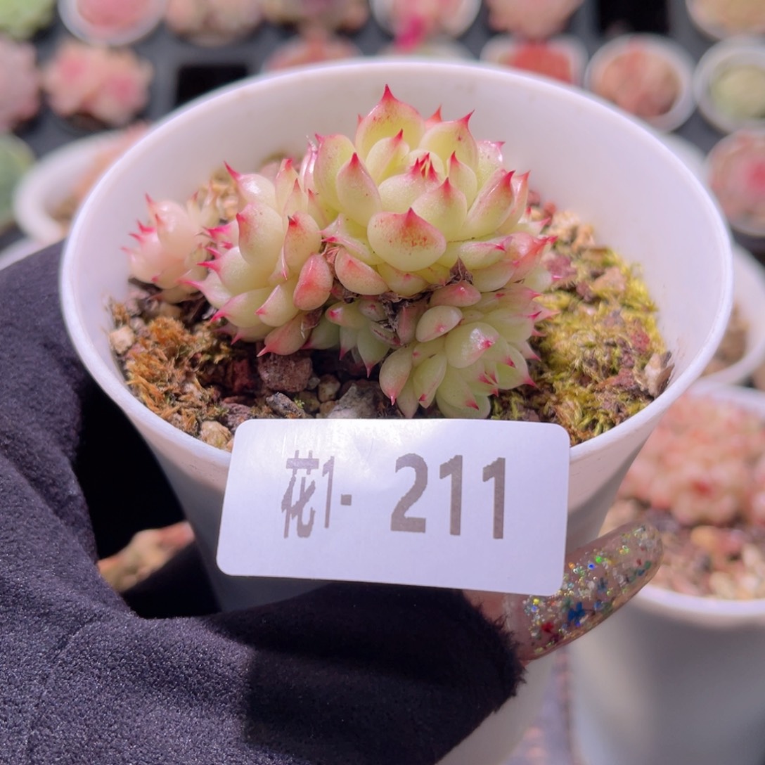 花利美1-211海王群