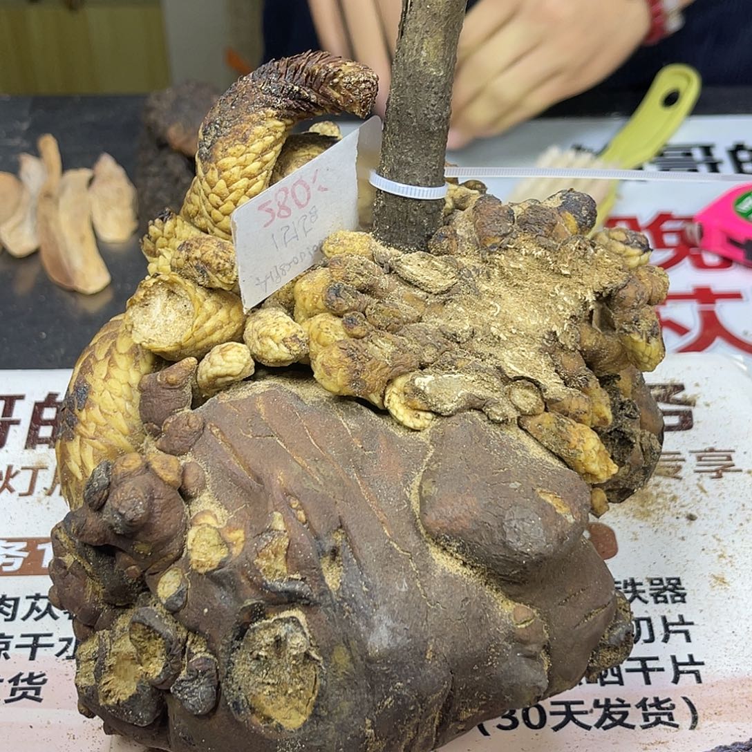 中国大陆2.89斤老根胎盘