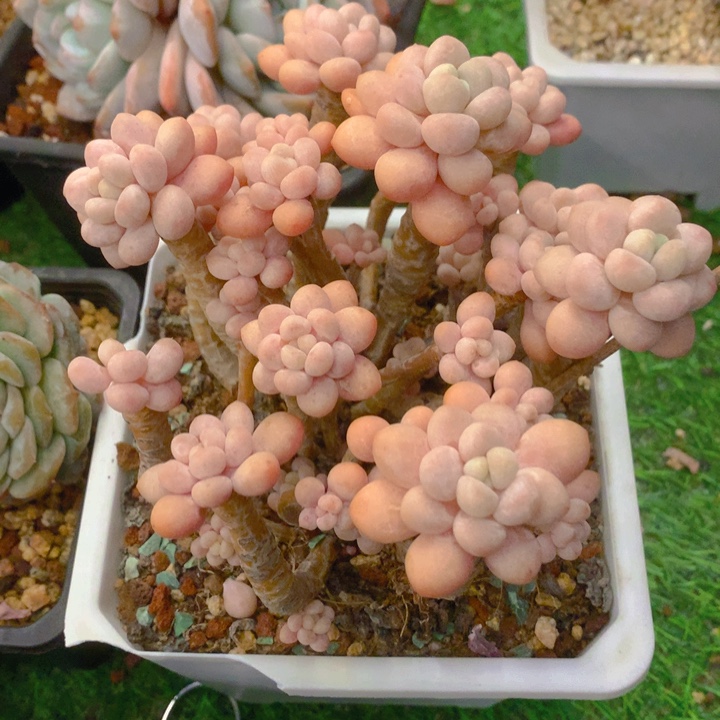 泡***茶多肉乐园精品洛可可