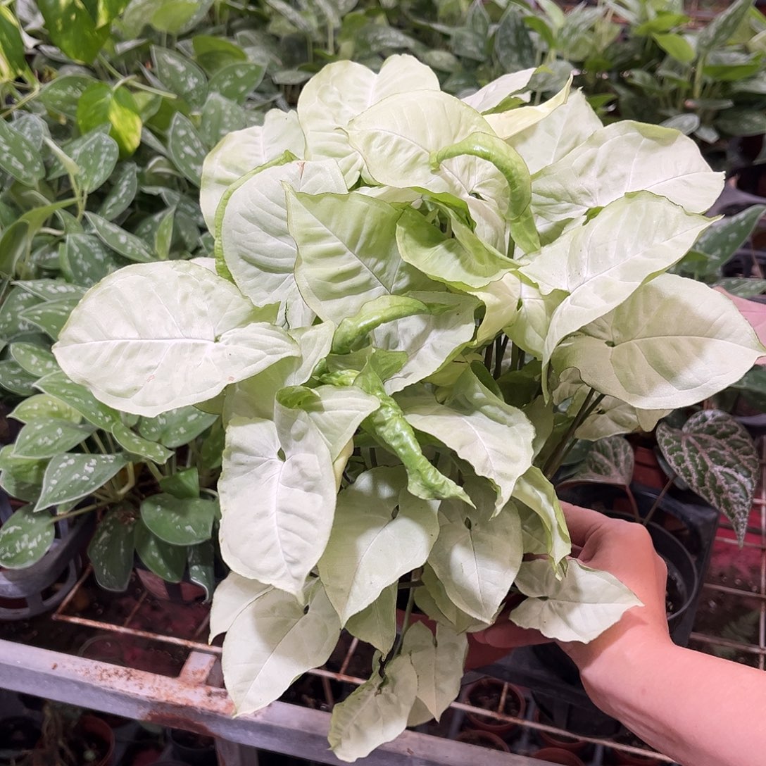 无花朵157 白蝴蝶合果芋