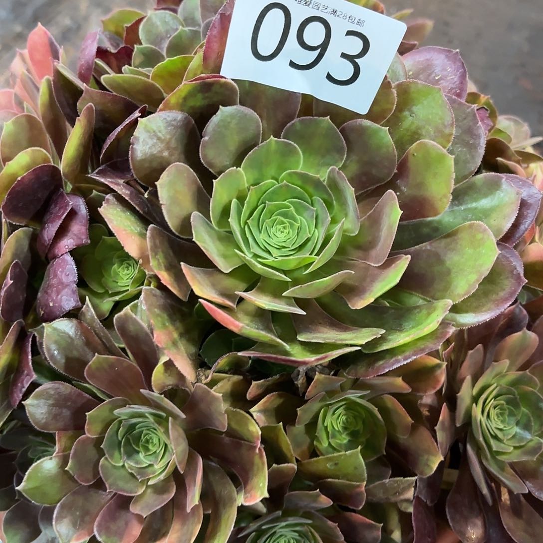 多肉植物福利093