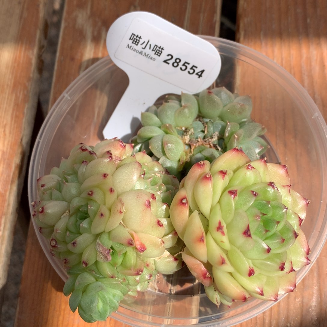 多肉植物麦秆珍妮