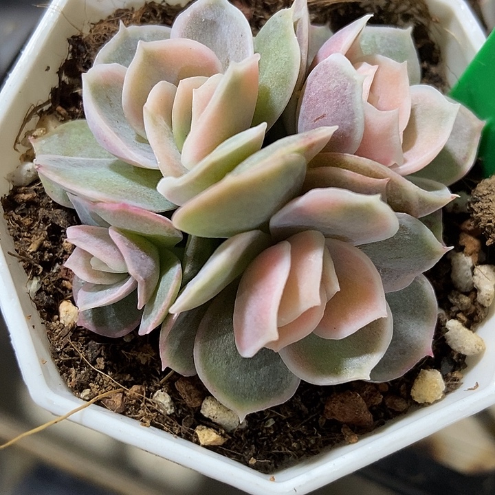 多肉植物蓝色惊喜锦1635