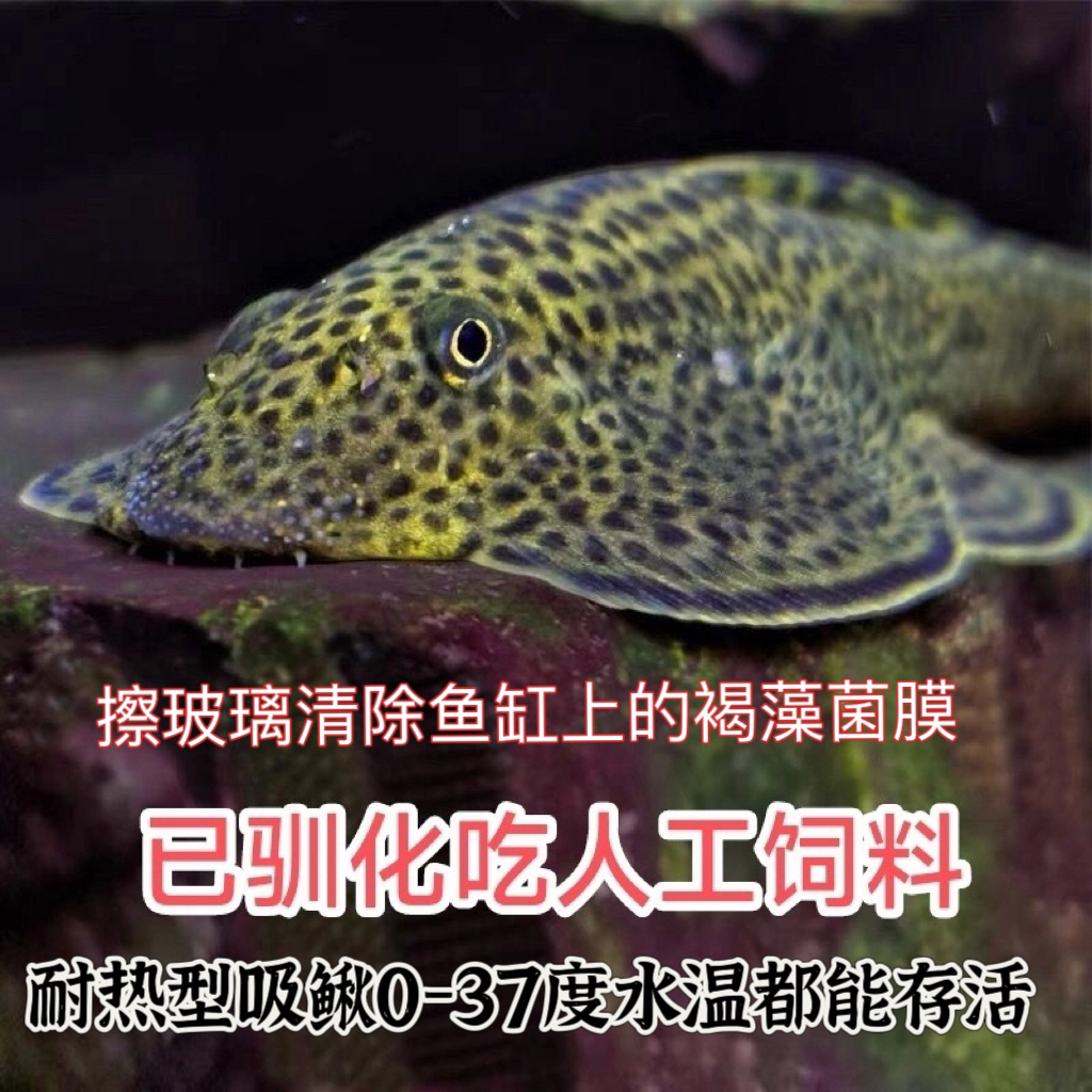 已驯化吃饲料除藻工具鱼包邮包活0-35度水温都可养饲养勿加盐