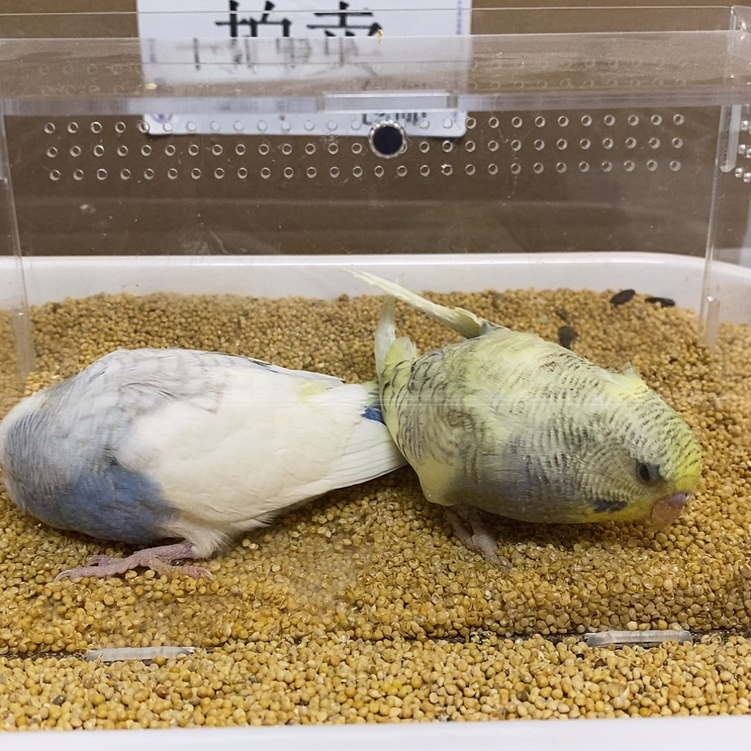 虎皮鹦鹉大头虎皮