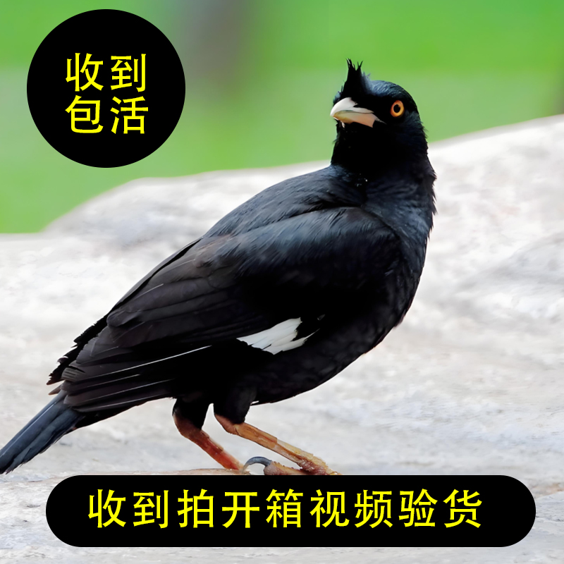 全国顺丰活禽专线包邮文鸟包活已转喉能训练说话手养亲人【小黑】