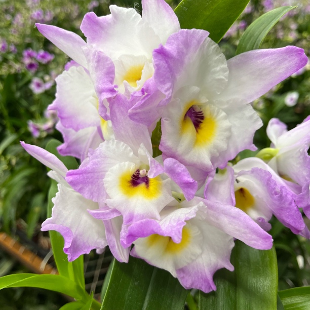 【粉天使】春石斛兰（一物一拍）兰花 花期长 开花美 客厅阳台好养活