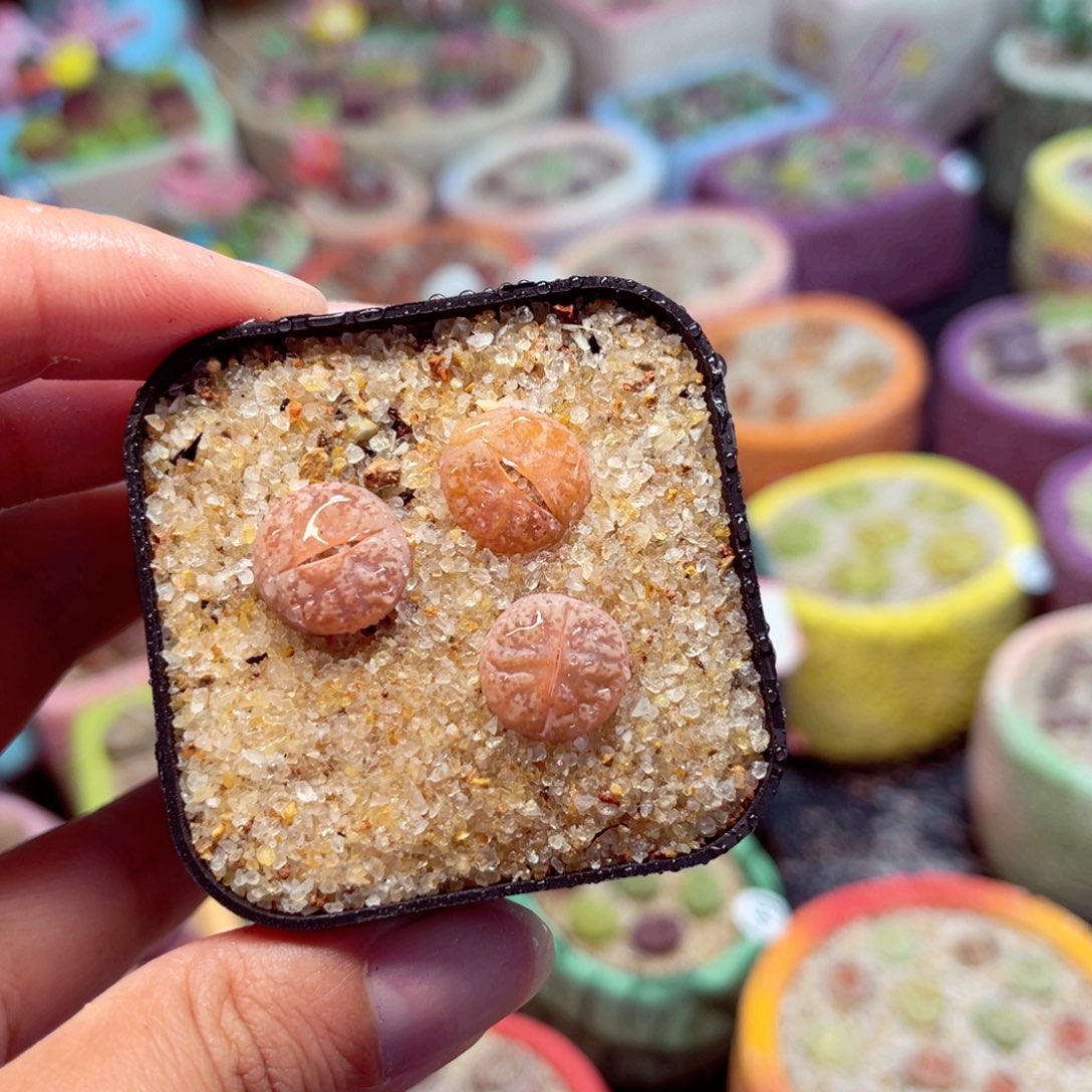 402. 6789777754568778