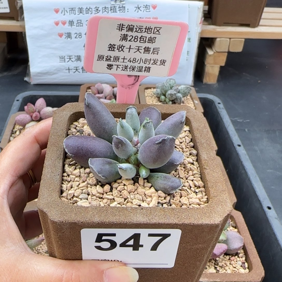 547艺妓海豹多肉植物