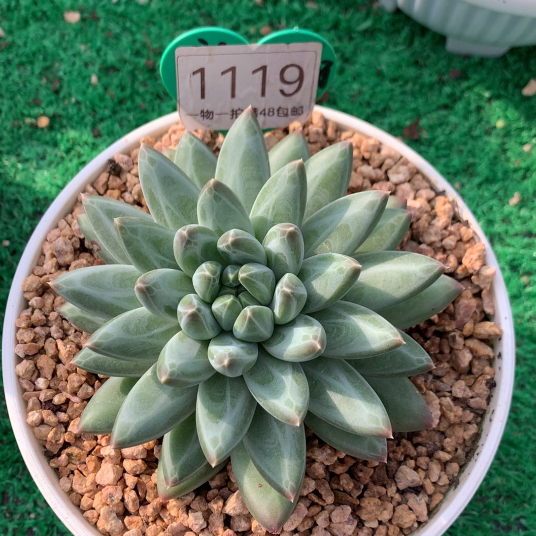 胖体青花瓷单头1119