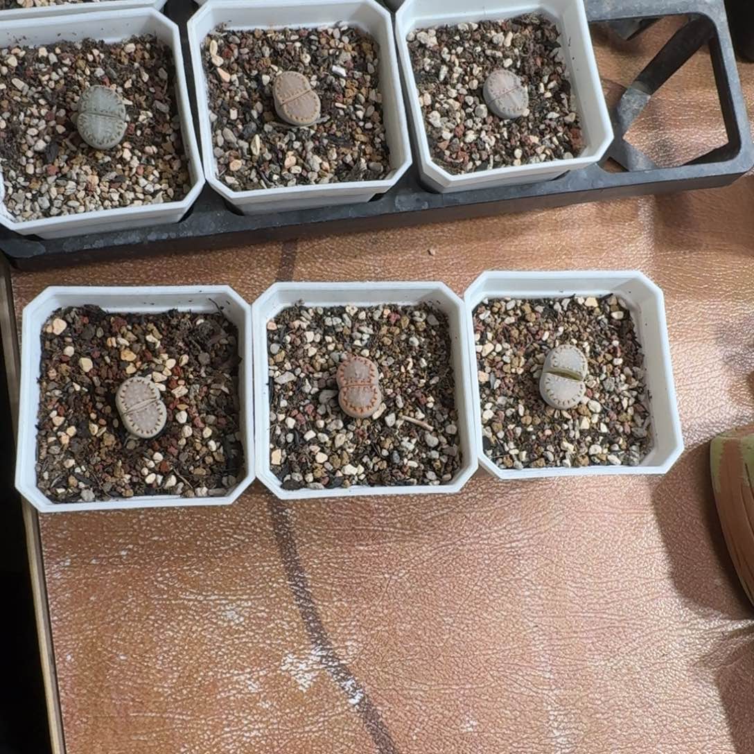 1***10102-043饼干饼干1621.6