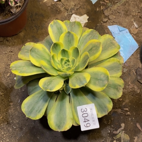 香炉盘锦多肉植物3049