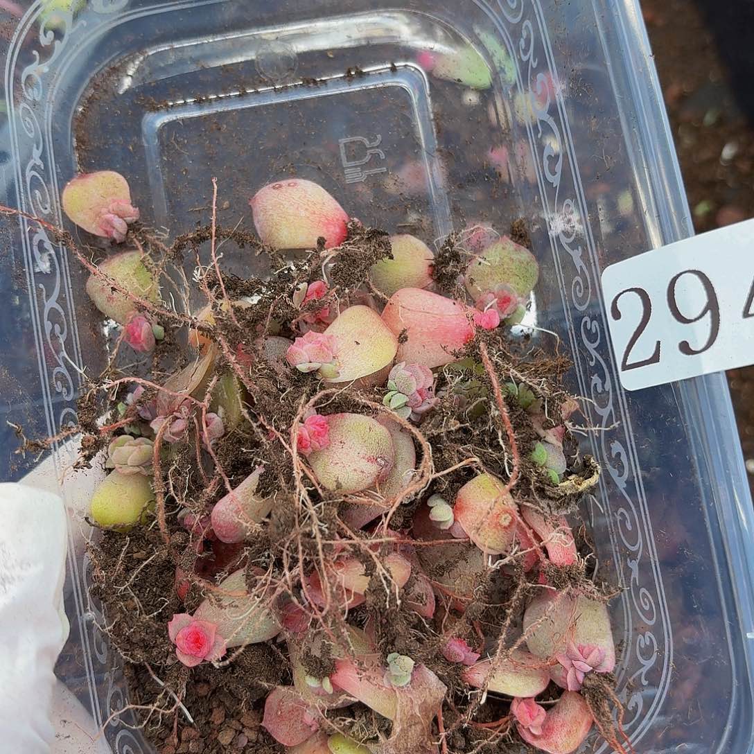 多肉植物多肉植物294