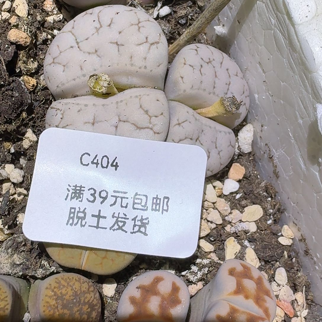 404多肉哈哈哈哈哈哈