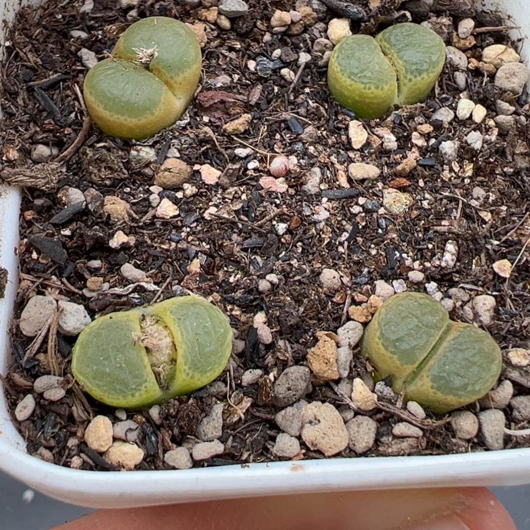 2.14好看的多肉531