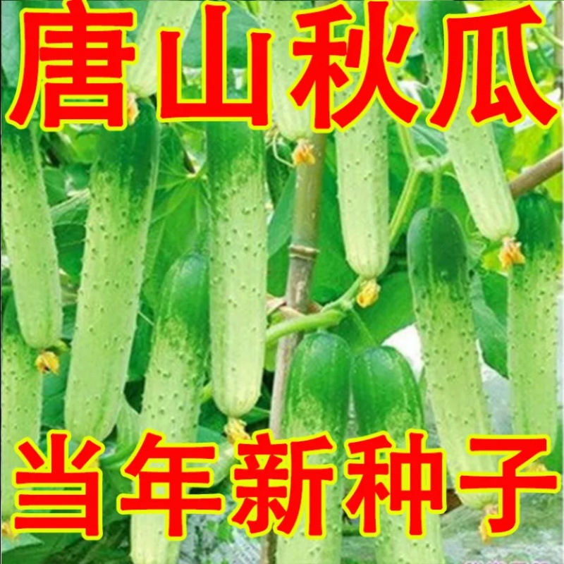 【全店满5元包邮】唐山秋瓜黄瓜种子黄瓜种籽春秋季旱黄瓜水果庭