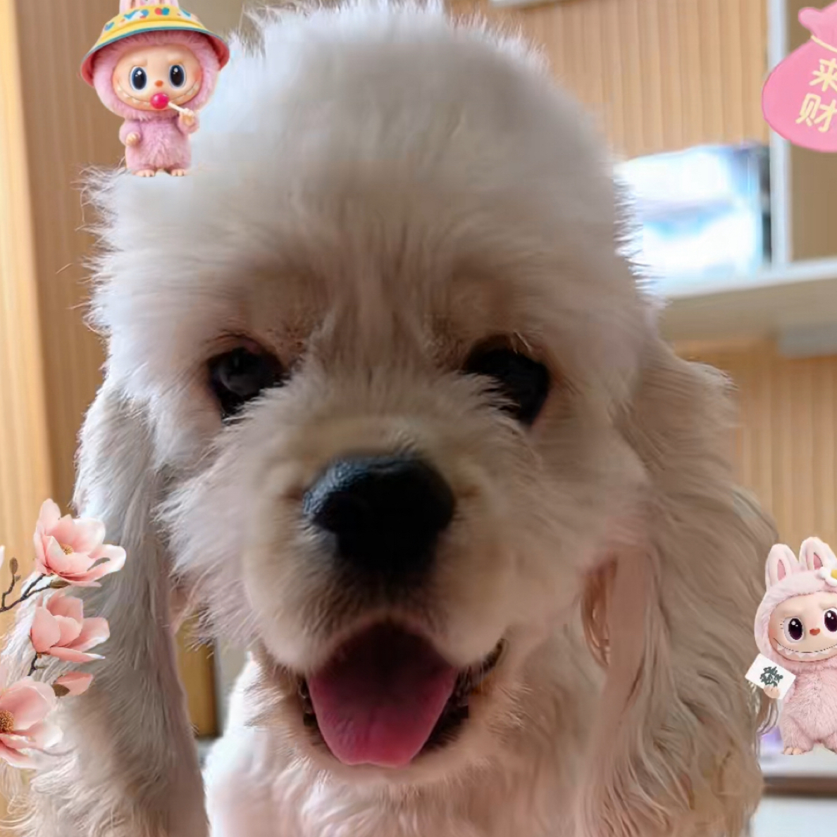 美国可卡犬等宠物狗狗