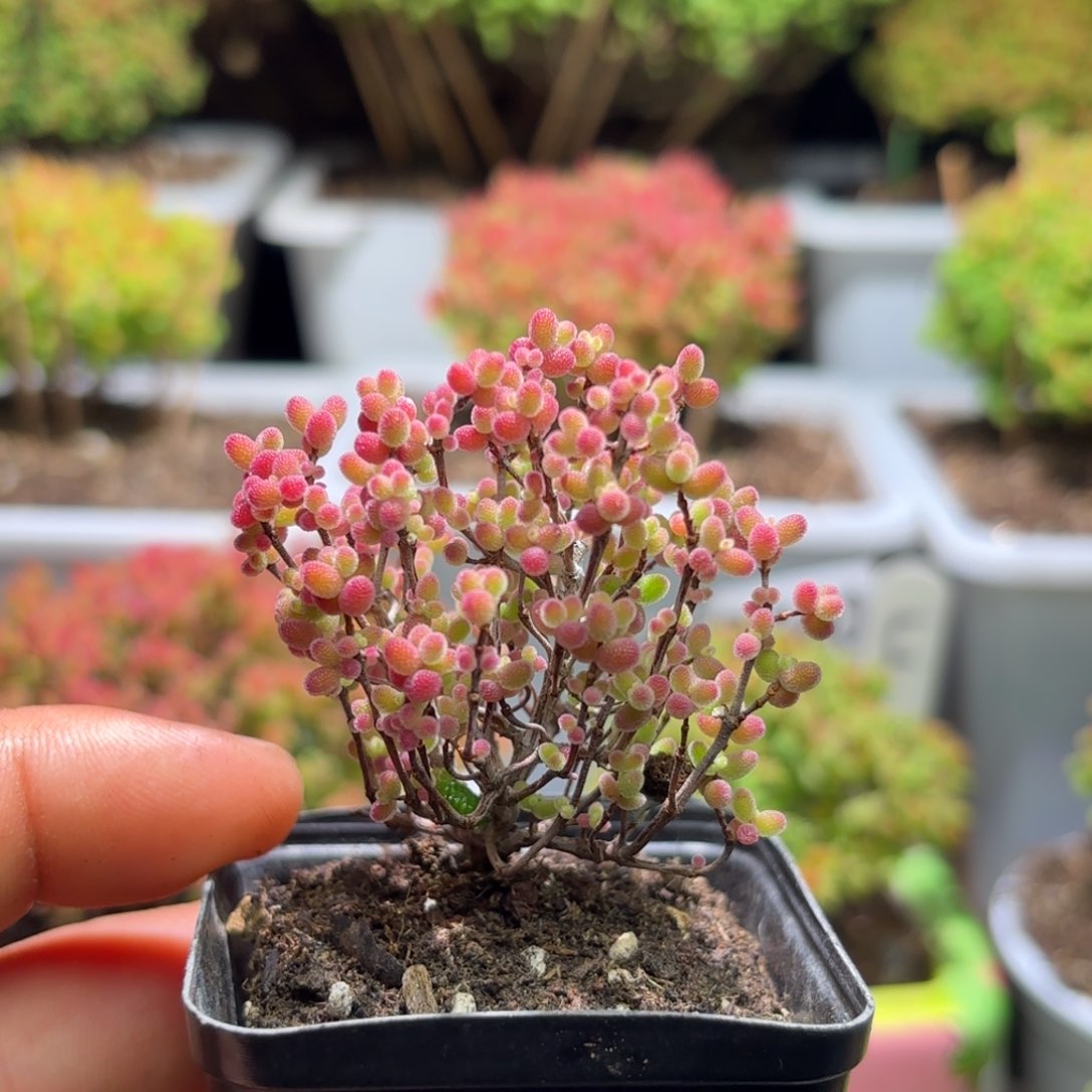 枝干番杏蜜橘开播福利D144