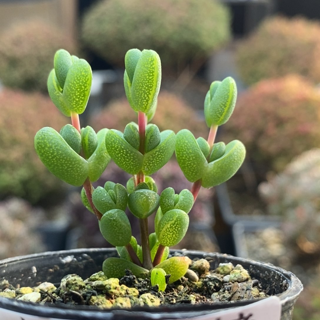 元宝4770年后发货