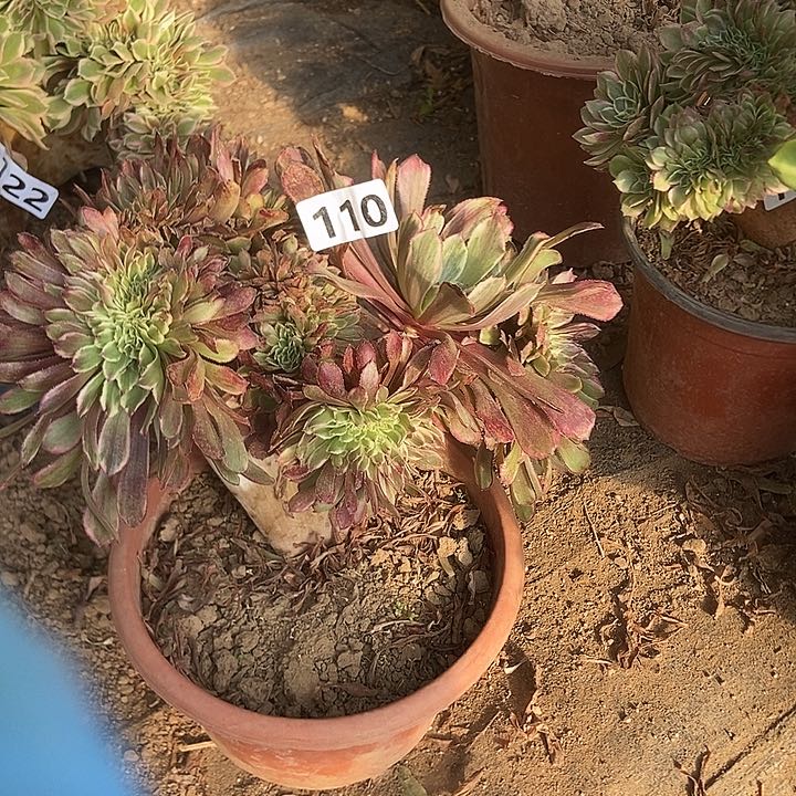 110水墨缀化老板子法师