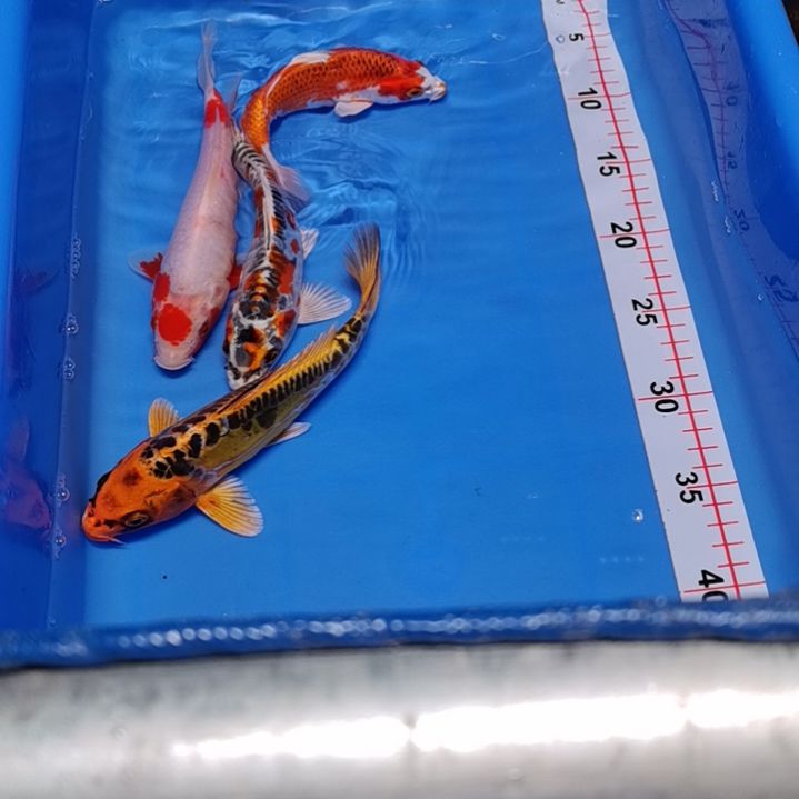 锦鲤佰***材！！！！！！！！！！