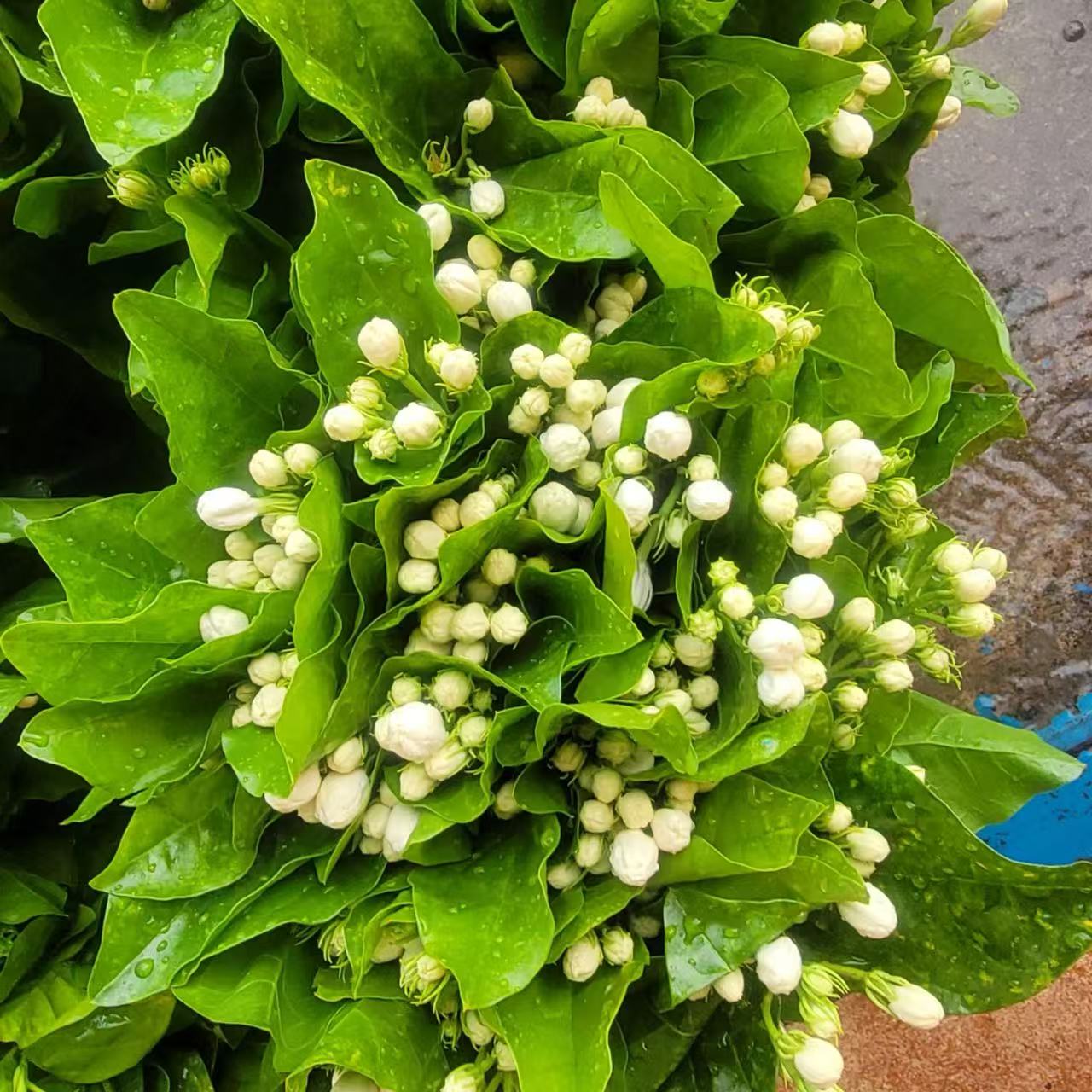 云南直发新鲜茉莉花鲜切花家庭办公室插花清新花材