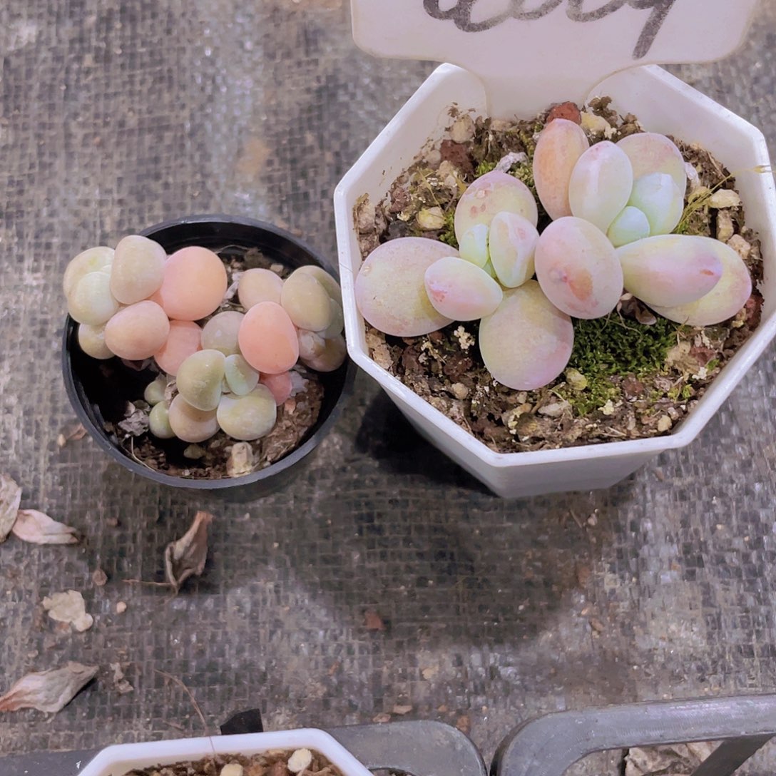 女*蜂雪美人a009一物一拍