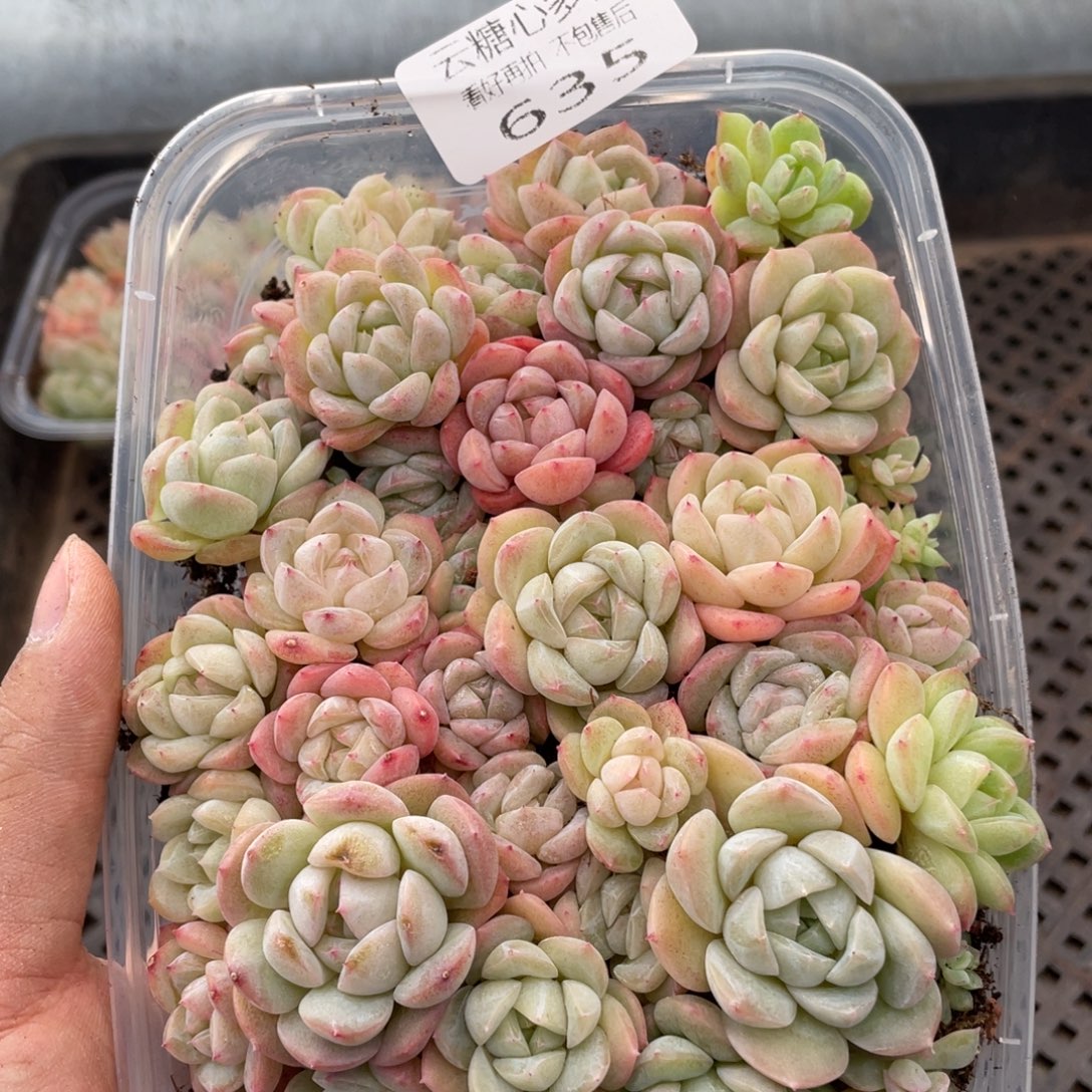 云糖心多肉植物635